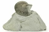 Pyritized Jurassic Ammonite (Amaltheus) Fossil - France #367613-1